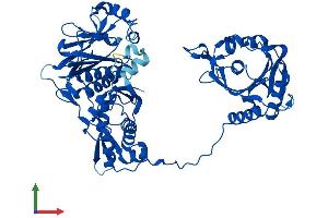 Protein Structure (PS) image for Phenylalanyl-tRNA Synthetase, beta Subunit (FARSB) (AA 1-589) protein (His tag) (ABIN7544115)