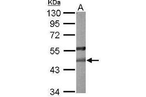 WB Image Sample (50 ug of whole cell lysate) A: mouse liver 10% SDS PAGE antibody diluted at 1:1000 (PON2 antibody)