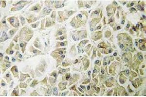 Immunohistochemistry (IHC) analyzes of Granzyme H antibody in paraffin-embedded human pancreas tissue. (GZMH antibody)