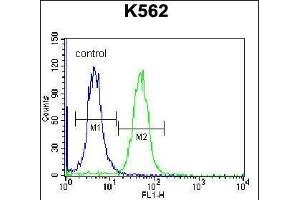 CACNG4 Antibody (Center) (ABIN656794 and ABIN2846013) flow cytometric analysis of K562 cells (right histogram) compared to a negative control cell (left histogram).