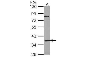 WB Image Sample (30 ug of whole cell lysate) A: NT2D1 10% SDS PAGE antibody diluted at 1:1000 (GPR45 antibody)
