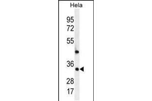 Western blot analysis in Hela cell line lysates (35ug/lane). (MED7 antibody  (AA 83-111))