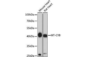 Western blot analysis of extracts of various cell lines, using MT-CYB antibody (ABIN7268595) at 1:1000 dilution. (Cytochrome b antibody)