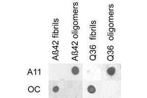 Dot blot analysis of Aβ42 and polyQ36 prefibrillar oligomers and fibrils. (Amyloid Fibrils antibody)