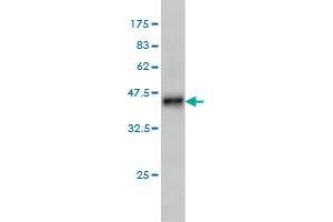 Western Blot detection against Immunogen (36. (LRRN2 antibody  (AA 532-630))
