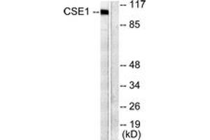 Western blot analysis of extracts from 293 cells, using CSE1L Antibody. (Exportin 2 antibody  (AA 1-50))