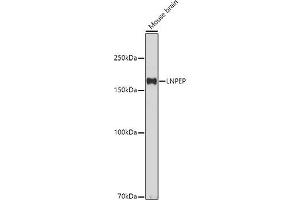 Western blot analysis of extracts of Mouse brain, using LNPEP antibody (ABIN6129286, ABIN6143284, ABIN6143285 and ABIN6215523) at 1:500 dilution. (LNPEP antibody  (AA 1-110))