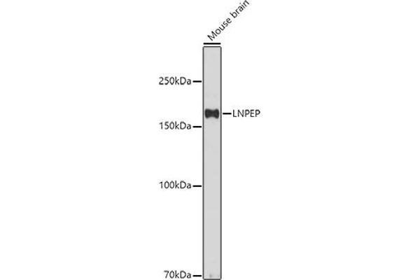 LNPEP antibody  (AA 1-110)