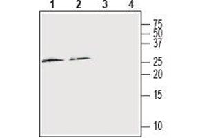 Western blot analysis of rat spleen (lanes 1 and 3) and cortex (lanes 2 and 4): - 1,2. (RAMP2 antibody  (Extracellular, N-Term))