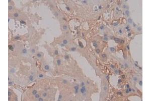 Detection of FGA in Human Kidney Tissue using Polyclonal Antibody to Fibrinogen Alpha Chain (FGA) (FGA antibody  (AA 124-214))