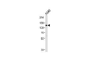 Western blot analysis of lysate from A549 cell line, using BICC1 Antibody at 1:1000. (BICC1 antibody  (N-Term))