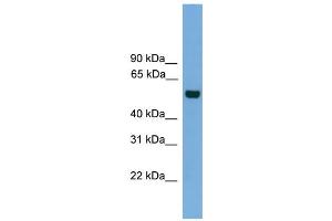 WB Suggested Anti-CLK1  Antibody Titration: 0. (CLK1 antibody  (N-Term))