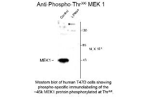 Western Blot of Anti-MEK1 pT386 (Rabbit) Antibody - 600-401-D73 Western Blot of Rabbit Anti-MEK1 pT386 antibody.