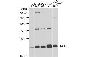 Western blot analysis of extracts of various cell lines, using NCS1 antibody. (NCS1 antibody)