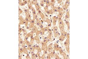 Immunohistochemical analysis of paraffin-embedded H. (FOLH1B antibody  (AA 155-183))