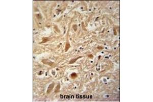 ARPC1A Antibody (Center) (ABIN390418 and ABIN2840806) immunohistochemistry analysis in formalin fixed and paraffin embedded human brain tissue followed by peroxidase conjugation of the secondary antibody and DAB staining. (ARPC1A antibody  (AA 157-184))