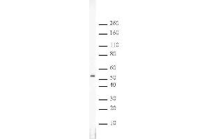 RbAp46/48 pAb tested by Western blot. (RbAp46/48 antibody)