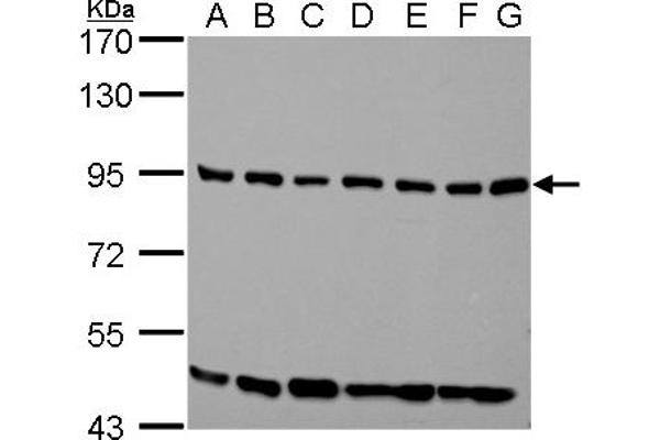 ELMO1 antibody  (C-Term)