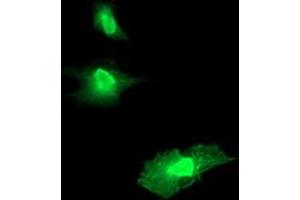Anti-RGS16 mouse monoclonal antibody (ABIN2455383) immunofluorescent staining of COS7 cells transiently transfected by pCMV6-ENTRY RGS16 (RC202430). (RGS16 antibody)