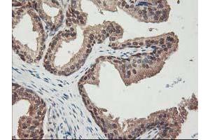 Image no. 13 for anti-NIF3 NGG1 Interacting Factor 3-Like 1 (NIF3L1) antibody (ABIN1496615) (NIF3L1 antibody)