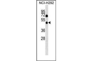 Western blot analysis of Orexin receptor type 1 Antibody (Center) in NCI-H292 cell line lysates (35ug/lane). (HCRTR1 antibody  (Middle Region))