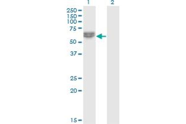 Nemo-Like Kinase antibody  (AA 416-515)