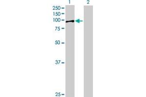 Western Blot analysis of ADARB1 expression in transfected 293T cell line by ADARB1 MaxPab polyclonal antibody. (RED1 antibody  (AA 1-741))