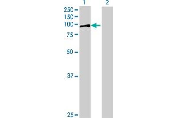 RED1 antibody  (AA 1-741)