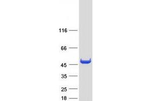 Validation with Western Blot (Aminoacylase 1 Protein (ACY1) (Myc-DYKDDDDK Tag))