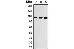 Western blot analysis of GASP2 expression in A549 (A), Raw264. (GPRASP2 antibody  (Center))