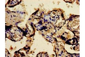 Immunohistochemistry of paraffin-embedded human placenta tissue using ABIN7165602 at dilution of 1:100 (FOSB antibody  (AA 1-41))