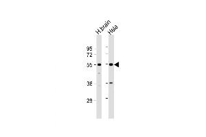 Western Blot at 1:1000 dilution Lane 1: human brain lysate Lane 2: Hela whole cell lysate Lysates/proteins at 20 ug per lane. (TFG antibody  (AA 85-114))