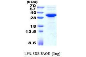 Image no. 1 for Potassium Channel Tetramerisation Domain Containing 15 (KCTD15) protein (His tag) (ABIN1098739) (KCTD15 Protein (His tag))
