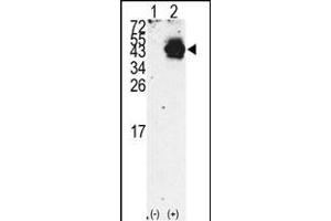 Western blot analysis of PDX1 (arrow) using rabbit polyclonal PDX1 Antibody (N-term) (R). (PDX1 antibody  (N-Term))