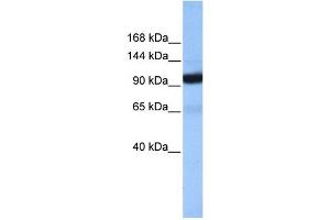 COPB1 antibody used at 1 ug/ml to detect target protein. (COPB1 antibody  (Middle Region))