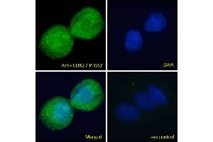 ABIN184672 Immunofluorescence analysis of paraformaldehyde fixed HepG2 cells, permeabilized with 0. (PTGS2 antibody  (C-Term))