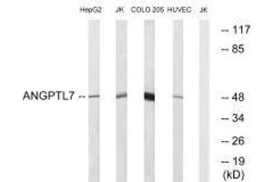 Western blot analysis of extracts from HepG2 cells, Jurkat cells, COLO cells and HUVEC cells, using ANGPTL7 antibody. (ANGPTL7 antibody  (C-Term))