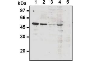 Western Blotting (WB) image for anti-Cyclin A2 (CCNA2) antibody (ABIN567779) (Cyclin A antibody)