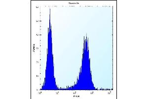 LYPL1 Antibody (Center) (ABIN657876 and ABIN2846832) flow cytometric analysis of Neuro-2a cells (right histogram) compared to a negative control cell (left histogram). (LYPL1 antibody  (AA 88-117))