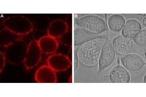 Expression of P2RY12 in rat RBL cellsCell surface detection of P2RY12 in intact living rat basophilic leukemia (RBL) cells.