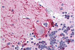Human Brain, Cerebellum (formalin-fixed, paraffin-embedded) stained with TRIM31 antibody ABIN213720 at 2. (TRIM31 antibody  (AA 117-166))