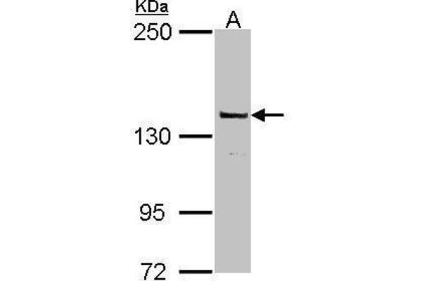 POLG antibody  (C-Term)