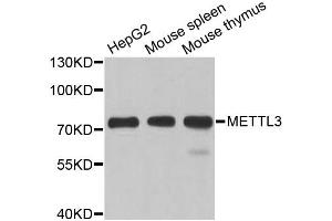Western blot analysis of extracts of various cell lines, using METTL3 antibody (ABIN5974672) at 1/1000 dilution. (METTL3 antibody)