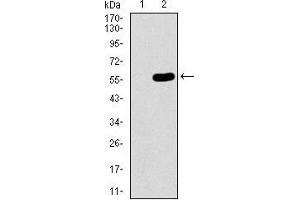 Western blot analysis using C17ORF53 mAb against HEK293 (1) and C17ORF53 (AA: 282-527)-hIgGFc transfected HEK293 (2) cell lysate. (C17orf53 antibody  (AA 282-527))