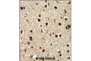 Formalin-fixed and paraffin-embedded human brain reacted with TECPR1 Antibody , which was peroxidase-conjugated to the secondary antibody, followed by DAB staining. (TECPR1 antibody  (C-Term))