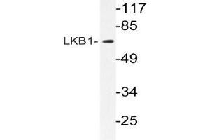 Western blot (WB) analyzes of LKB1 antibody in extracts from CV-1cells. (LKB1 antibody)