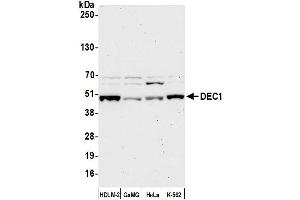 Western Blotting (WB) image for anti-Deleted in Esophageal Cancer 1 (DEC1) (C-Term) antibody (ABIN7454653)