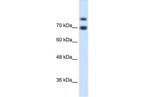 Western Blotting (WB) image for anti-Homeodomain Interacting Protein Kinase 2 (HIPK2) antibody (ABIN2460508)
