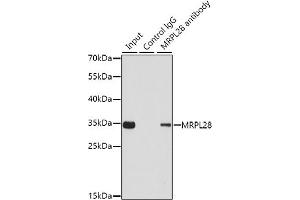 Immunoprecipitation analysis of 200 μg extracts of 293T cells using 1 μg MRPL28 antibody (ABIN6130560, ABIN6144010, ABIN6144011 and ABIN6221605). (MRPL28 antibody  (AA 1-256))