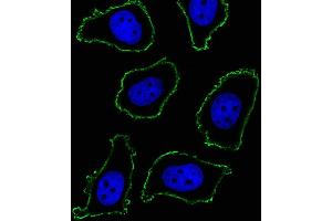 Fluorescent image of A549 cell stained with CD33 Antibody (ABIN1540002 and ABIN2843889)/SM120504AC. (CD33 antibody  (AA 337-364))
